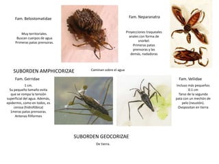 Fam. Belostomatidae                                       Fam. Neparanatra


         Muy territoriales.                                   Proyecciones traqueales
      Buscan cuerpos de agua                                    anales con forma de
     Primeras patas prensoras.                                        snorkel.
                                                                  Primeras patas
                                                                  prensoras y las
                                                                 demás, nadadoras



    SUBORDEN AMPHICORIZAE             Caminan sobre el agua

     Fam. Gerridae                                                                       Fam. Veliidae
             1 cm.                                                                      Incluso más pequeños
  Su pequeño tamaño evita                                                                        0.1 cm
   que se rompa la tensión                                                                Tarso de la segunda
superficial del agua. Además,                                                           pata con un mechón de
epidermis, como en todos, es                                                                pelo (neustón).
     cerosa (hidrofóbica)                                                                Ovopositan en tierra
   1meras patas prensoras.
      Antenas filiformes




                                 SUBORDEN GEOCORIZAE
                                         De tierra.
 