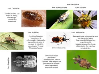Igual que Nabidae

    Fam. Cimicidae                                          Fam. Anthocoridae                Fam. Miridae


Chinche de cama. Con
  forma de lenteja.
    Hematófagas.
    Anestesian al
     alimentarse




                         Fam. Nabidae                                                  Fam. Reduviidae
                          En cultivos/arbustos.                                          Cabeza alargada, antenas cortas pero
                             Transmisores de                                                    con segmentos largos.
                       enfermedades virales de las                                          Tórax reducido (delgado) con
                         plantas (le resta valor al                                                ensanchamiento.
                          mercado de éstas). Un                                             Las alas no cubren las pleuras
                         ejemplo es el Virus del                                             abdominales. Con manchas
                           Mosaico de Tabaco.               Chinches besuconas                      naranjas/rojas.



                                                   Chinches de encaje
                                                      Color blanco.
   Fam. Tinguidae




                                               Cabeza pequeña, antenas
                                              capitadas, tórax delgado con
                                                protuberancias laterales
                                                  (venas engrosadas).
                                                  Habitan en ortalizas
 