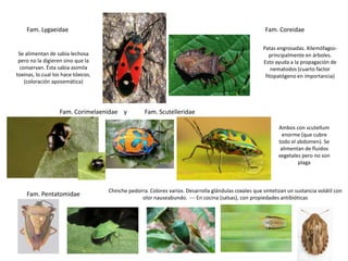 Fam. Lygaeidae                                                                                      Fam. Coreidae

                                                                                                       Patas engrosadas. Xilemófagos-
 Se alimentan de sabia lechosa                                                                            principalmente en árboles.
 pero no la digieren sino que la                                                                       Esto ayuda a la propagación de
  conservan. Ésta sabia asimila                                                                            nematodos (cuarto factor
toxinas, lo cual los hace tóxicos.                                                                      fitopatógeno en importancia)
    (coloración aposemática)




                   Fam. Corimelaenidae y            Fam. Scutelleridae

                                                                                                              Ambos con scutellum
                                                                                                                enorme (que cubre
                                                                                                              todo el abdomen). Se
                                                                                                               alimentan de fluidos
                                                                                                              vegetales pero no son
                                                                                                                      plaga



                                     Chinche pedorra. Colores varios. Desarrolla glándulas coxales que sintetizan un sustancia volátil con
    Fam. Pentatomidae                             olor nauseabundo. --- En cocina (salsas), con propiedades antibióticas
 
