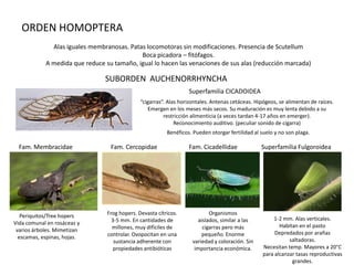 ORDEN HOMOPTERA
              Alas iguales membranosas. Patas locomotoras sin modificaciones. Presencia de Scutellum
                                            Boca picadora – fitófagos.
            A medida que reduce su tamaño, igual lo hacen las venaciones de sus alas (reducción marcada)

                                SUBORDEN AUCHENORRHYNCHA
                                                                   Superfamilia CICADOIDEA
                                               “cigarras”. Alas horizontales. Antenas cetáceas. Hipógeos, se alimentan de raíces.
                                                   Emergen en los meses más secos. Su maduración es muy lenta debido a su
                                                         restricción alimenticia (a veces tardan 4-17 años en emerger).
                                                              Reconocimiento auditivo. (peculiar sonido de cigarra)
                                                          Benéficos. Pueden otorgar fertilidad al suelo y no son plaga.

  Fam. Membracidae                Fam. Cercopidae                  Fam. Cicadellidae              Superfamilia Fulgoroidea




   Periquitos/Tree hopers        Frog hopers. Devasta cítricos.              Organismos
                                   3-5 mm. En cantidades de             aislados, similar a las       1-2 mm. Alas verticales.
Vida comunal en rosáceas y                                                                               Habitan en el pasto
 varios árboles. Mimetizan         millones, muy difíciles de             cigarras pero más
                                 controlar. Ovopocitan en una             pequeño. Enorme              Depredados por arañas
  escamas, espinas, hojas.                                                                                   saltadoras.
                                    sustancia adherente con          variedad y coloración. Sin
                                    propiedades antibióticas          importancia económica.      Necesitan temp. Mayores a 20°C
                                                                                                  para alcanzar tasas reproductivas
                                                                                                              grandes.
 