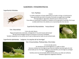 SUBORDEN STENORRHYNCHA
Superfamilia Psilloidea
                                                 Fam. Psyllidae:
                                                                                      0.5mm
                                               La madre ovoposita un huevo adherente en el envés e la hoja. La larvita pica la
                                                 hoja, generando que ésta lo envuelva, formando una agalla que lo protege.
                                                        Principal plaga en aguacates. Ocasiona que se reduzca el fruto.
                                        Si se utiliza un insecticida en la planta, se intoxica y no es apta para el mercado. Por lo que
                                                     se debe exterminar a los adultos con un porcentaje de error de cero.


                                         Superfamilia Aleyrodoidea: ‘mosca blanca’

          Fam. Aleyrodidae:
                                      1 mm y de color blanco
          Plaga principalmente al jitomate, contagiando el ‘virus del mosaico del tomate’
               No hay control biológico porque se presenta en enormes cantidades.
     También ovopositan en los cultivos, por lo que se debe quemar todo una vez contaminado.

Superfamilia Aphidoidea: ‘pulgones, las vaquitas de las hormigas’
                                       Fam. Eriosomatidae, Phylloxeridae, Chermidae:
                                                                          1-3 mm de vida común.
                                                         Se reproducen por partenogénesis y su sabor es dulce.
                                            Generan simbiosis con hormigas ya que éstas las ordeñan (secretan gotas de miel
                                           conservadas por las ‘hormigas bodega’) y como beneficio, las hormigas las protegen
                                                                             de depredadores.
                                              Familias como las mencionadas difieren de los otros y sus vidas son solitarias.
                                                                Parasitan organismos vegetativos diversos.
 