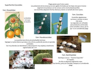 Plagas graves para frutos suaves
  Superfamilia Coccoidea                     Los protectores de las larvas ya no son agallas formadas por las hojas sino que el mismo
                                                       organismo las produce y se les conoce como conchuelas/escamillas.
Fam. Diaspididae:                                 Las escamillas adquieren formas diversas y tienen un tamaño de 0.5cm aprox.


                                                                                                              Fam. Coccidae:
                                La hembra                                                                     Escamillas algodonosas
                                 es la que                                                                  carnosas o cerosas un poco
                                se escama.                                                                          más secas.
                                                                                                            Las segundas son utilizadas
                                                                                                            para productos comerciales
                                                                                                           como esmaltes y lacas, por lo
                                                                                                           que no es considerada plaga




                                                    Fam. Pseudococcidae:
                La escamilla tiene forma de almohadilla harinosa.
  Segregan un polvo blanco que ataca a los cítricos, pudiendo secarlas en grandes
                                    cantidades.
    Son muy blandos (se deshidratan y descomponen muy rápido) y totalmente
                              segmentados de 1 cm.



                                                                                              Fam. Dactiliopiidae
                                                                                       Dactilopus coccus – “Granna Coquinilla”
                                                                                                       En nopales.
                                                                                         De ella se adquieren pigmentos rojos.
                                                                               Ésta familia, junto con Coccidae, tampoco es considerada
                                                                                                          plaga
 