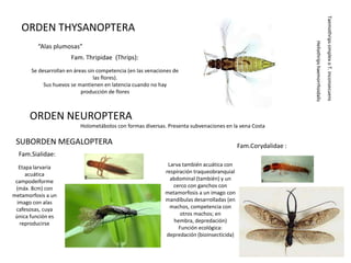 Taemothrips simplex o T. inconsecuens
   ORDEN THYSANOPTERA




                                                                                                                 Heliothrips haemorrhoidalis
         “Alas plumosas”
                       Fam. Thripidae (Thrips):
       Se desarrollan en áreas sin competencia (en las venaciones de
                                 las flores).
            Sus huevos se mantienen en latencia cuando no hay
                            producción de flores



      ORDEN NEUROPTERA
                           Holometábolos con formas diversas. Presenta subvenaciones en la vena Costa

 SUBORDEN MEGALOPTERA                                                                        Fam.Corydalidae :
  Fam.Sialidae:
   Etapa larvaria                                              Larva también acuática con
      acuática                                                respiración traqueobranquial
 campodeiforme                                                  abdominal (también) y un
 (máx. 8cm) con                                                  cerco con ganchos con
metamorfosis a un                                             metamorfosis a un imago con
  imago con alas                                              mandíbulas desarrolladas (en
 cafesosas, cuya                                                machos, competencia con
 única función es                                                   otros machos; en
   reproducirse                                                  hembra, depredación)
                                                                   Función ecológica:
                                                              depredación (bioinsecticida)
 