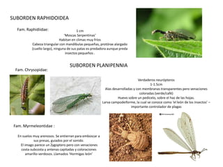 SUBORDEN RAPHIDOIDEA
  Fam. Raphidiidae:                       1 cm
                                  ‘Moscas Serpentinas’
                               Habitan en climas muy fríos
            Cabeza triangular con mandíbulas pequeñas, protórax alargado
            (cuello largo), ninguna de sus patas es predadora aunque preda
                                   insectos pequeños .


                                    SUBORDEN PLANIPENNIA
 Fam. Chrysopidae:

                                                                                  Verdaderos neurópteros
                                                                                          1-1.5cm
                                                            Alas desarrolladas y con membranas transparentes pero venaciones
                                                                                   coloradas (verde/café)
                                                                    Huevo sobre un pedicelo, sobre el haz de las hojas.
                                                          Larva campodeiforme, la cual se conoce como ‘el león de los insectos’ –
                                                                             importante controlador de plagas




 Fam. Myrmeleontidae :

   En suelos muy arenosos. Se entierran para emboscar a
              sus presas, guiados por el sonido.
     El imago parece un Zygoptero pero con venaciones
     costa-subcosta y antenas capitadas y coloraciones
         amarillo-verdosos. Llamados ‘Hormigas león’
 