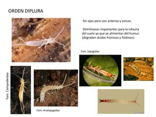 ORDEN DIPLURA
                                          Sin ojos pero con antenas y cercos.

                                          Detritívoros importantes para la infauna
                                         del suelo ya que se alimentan del humus
                                         (degradan ácidos húmicos y fúrbicos)


                                         Fam. Japygidae
Fam. Campodeidae




                     Fam. Analapygidae
 