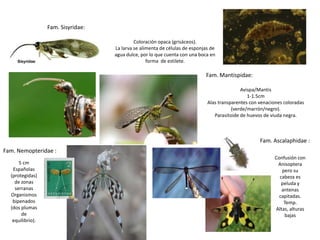 Fam. Sisyridae:

                                             Coloración opaca (grisáceos).
                                    La larva se alimenta de células de esponjas de
                                    agua dulce, por lo que cuenta con una boca en
                                                   forma de estilete.

                                                                             Fam. Mantispidae:

                                                                                             Avispa/Mantis
                                                                                                1-1.5cm
                                                                              Alas transparentes con venaciones coloradas
                                                                                         (verde/marrón/negro).
                                                                                 Parasitoide de huevos de viuda negra.



                                                                                                     Fam. Ascalaphidae :
Fam. Nemopteridae :
                                                                                                           Confusión con
      5 cm                                                                                                  Anisoptera
   Españolas                                                                                                  pero su
  (protegidas)                                                                                               cabeza es
    de zonas                                                                                                  peluda y
    serranas                                                                                                  antenas
  Organismos                                                                                                 capitadas.
   bipenados                                                                                                   Temp.
  (dos plumas                                                                                              Altas, alturas
       de                                                                                                      bajas
   equilibrio).
 
