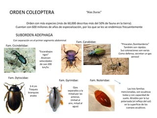 ORDEN COLEOPTERA                                                      “Alas Duras”


              Orden con más especies (más de 60,000 descritas-más del 50% de fauna en la tierra).
       Cuentan con 600 millones de años de especialización, por los que se les ve endémicos frecuentemente

       SUBORDEN ADEPHAGA
     Con separación en el primer segmento abdominal
                                                              Fam. Carabidae:
                                                                                              “Pinacates /bombarderos”
Fam. Cicindelidae:                                                                               También son rápidos.
                             “Escarabajos                                                    Sus coloraciones son varias
                                tigre”                                                      Como defensa, secretan un gas
                               Alcanzan                                                                aerosol
                             velocidades
                              de casi 200
                                km/hr.



 Fam. Dytiscidae:
                                            Fam. Gyrinidae:               Fam. Noteridae:
                   3-4 cm                                   Ojos
                  Traqueo                                                                           Las tres familias
                                                      separados a la                          mencionadas, son acuáticas
                 branquias                             mitad por las
                   anales                                                                      todas y con capacidad de
                                                          antenas.                             vuelo. Atraídos por la luz
                                                         (mitad al                            polarizada (el reflejo del sol)
                                                       aire, mitad al                            en la superficie de los
                                                           agua)                                   cuerpos acuáticos.
 