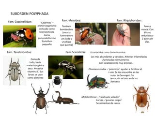 SUBORDEN POLYPHAGA
Fam. Coccinellidae:                         Fam. Meloidea:                                     Fam. Rhipiphoridae :
                           ‘Catarinas’ –
                        primer organismo     También                                                                      Parece
                         utilizado como    bombardero                                                                  mosca. Con
                         bioinsecticida.      (mezcla                                                                     élitros
                               Larva       fuerte entre                                                                reducidos y
                        campodeiforrme      un ácido y                                                                  2 pares de
                            Scutellum        una base                                                                      alas.
                             pequeño       que quema)

Fam. Tenebrionidae:                             Fam. Scarabidae:     ó conocidos como Lamenicornios
                                                                     Los más abundantes y variados. Antenas trilameladas
                  Come de                                                      /lameladas normalmente.
                 todo, hasta                                                Con localizaciones muy precisas.
              materia orgánica
               seca. Necesita                                      Phanaeus vindex – ‘peloteros’, ayudan a fertilizar el
              vitamina C. Sus                                                       suelo. Se les encuentra en las
               larvas se usan                                                       llanuras de Serengeti. Su
              como alimento                                                         orientación se basa en la luz
                                                                                     polarizada.




                                                             Melolonthinae – ‘cacahuate volador’
                                                                          Larvas – ‘gusanas ciegas’
                                                                          Se alimentan de raíces.
 