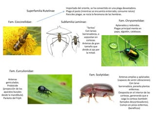 Importado del oriente, se ha convertido en una plaga devastadora.
                        Superfamilia Rutelinae      Plaga al pasto (mientras se encuentra enterrado, consume raíces)
                                                    Para des plagar, se rocía la feromona de las hembras.

      Fam. Coccinellidae:                        Subfamilia Lamiinae:                               Fam. Chrysomelidae:
                                                                                                 Aplanados y redondos.
                                                                        ‘Toritos’               Plagas principal-mente en
                                                                      Con larvas                papa, algodón, calabazas.
                                                                   barrenadoras, o
                                                                     vopositan en
                                                                       cortezas.
                                                                   Antenas de gran
                                                                     tamaño que
                                                                   divide al ojo por
                                                                       la mitad.




       Fam. Curculionidae:
                                                                          Fam. Scolytidae:
                                                                                                    Antenas amplias y aplanadas
      Antenas                                                                                      (capaces de sentir vibraciones).
    geniculadas.                                                                                                Con larva
     Probócide                                                                                      barrenadora, parasita plantas
 (proyección de los                                                                                             enfermas.
  aparatos bucales                                                                                  Ovoposita en el interior de las
desde la mandíbula).                                                                                  cortezas, generando que e
 Parásito del frijól.                                                                                  caiga la corteza (también
                                                                                                     llamados descortezadores).
                                                                                                     Común en pinos enfermos.
                                                                                                               (benéficos)
 