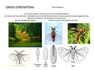 ORDEN STREPSIPTERA                                           “Alas Contiguas”


                          Las alas secundarias son las que tienen la actividad voladora.
Sus larvas son muy parecidas a coleópteras que se alimenta de brotes en la zona apical de cuerpos vegetativos de
                               tipo pino o arrallanes. Característicos de zonas frías.
              No son considerados plagas.                    Poseen una gran diversidad de antenas.
 