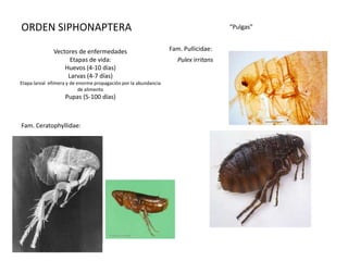 ORDEN SIPHONAPTERA                                                                   “Pulgas”


              Vectores de enfermedades                           Fam. Pullicidae:
                    Etapas de vida:                                 Pulex irritans
                  Huevos (4-10 días)
                   Larvas (4-7 días)
Etapa larval efímera y de enorme propagación por la abundancia
                           de alimento
                   Pupas (5-100 días)



Fam. Ceratophyllidae:
 