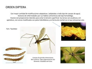 ORDEN DIPTERA
    Con mayor cantidad de modificaciones adaptativas. (adaptadas a todo tipo de cuerpos de agua).
               Vectores de enfermedades por sus hábitos alimenticios del tipo hematófago.
    Huevos von proyecciones laterales para evitar la tensión superficial. Sus larvas son acuáticas y sin
apéndices, con cercos modificados con pelos hidrofóbicos y en forma de snorkel con el que almacenan aire.



Fam. Tipulidae:




                                  Cuerpos de grandes dimensiones.
                                Mini antenas. Ligera pigmentación alar.
                                    Alimento: exudados de frutas.
 
