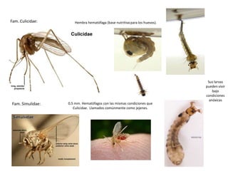 Fam. Culicidae:      Hembra hematófaga (base nutritiva para los huevos).




                                                                            Sus larvas
                                                                           pueden vivir
                                                                               bajo
                                                                           condiciones
                                                                             anóxicas
Fam. Simulidae:   0.5 mm. Hematófagos con las mismas condiciones que
                     Culicidae. Llamados comúnmente como jejenes.
 