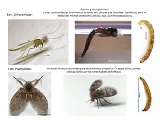 Antenas y patas plumosas.
                     Larvas con mandíbulas. Se alimentan de larvas de Culicidae y de Simulidae (benéficos), pero no
Fam. Chironomidae:               toleran las mismas condiciones anóxicas que las mencionadas larvas




Fam. Psychodidae:      Necesitan de mucha humedad para desarrollarse y ovopositar. En etapa adulta, poseen
                                       antenas plumosas y no tienen hábitos alimenticios
 