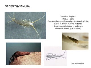 ORDEN THYSANURA


                                “Pececitos de plata”
                                    De 0.5 – 1 cm
                  Cuerpo pubescente (con pelos microscópicos), los
                         cuales le dan un aspecto plateado
                        Únicos con estiletes en el abdomen
                          Alimento: humus. (Detritívoros)




                                             Fam. Lepismatidae
 