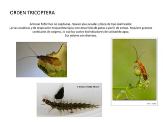 ORDEN TRICOPTERA
                Antenas filiformes no capitadas. Poseen alas peludas y boca de tipo masticador.
Larvas acuáticas y de respiración traqueobranquial con desarrollo de patas a partir de cercos. Requiere grandes
                  cantidades de oxígeno, lo que los vuelve bioindicadores de calidad de agua.
                                            Sus colores son diversos.
 