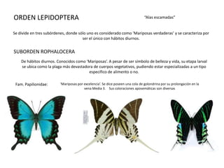 ORDEN LEPIDOPTERA                                                                “Alas escamadas”


Se divide en tres subórdenes, donde sólo uno es considerado como ‘Mariposas verdaderas’ y se caracteriza por
                                      ser el único con hábitos diurnos.


SUBORDEN ROPHALOCERA
    De hábitos diurnos. Conocidos como ‘Mariposas’. A pesar de ser símbolo de belleza y vida, su etapa larval
    se ubica como la plaga más devastadora de cuerpos vegetativos, pudiendo estar especializadas a un tipo
                                        específico de alimento o no.

 Fam. Papilionidae:       ‘Mariposas por excelencia’. Se dice poseen una cola de golondrina por su prolongación en la
                                         vena Media 3. Sus coloraciones aposemáticas son diversas
 