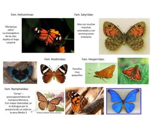 Fam. Heliconiinae:                        Fam. Satyridae:


                                                     Alas con muchas
  ‘Mariposas                                             manchas
     zebra’                                          coloreadas y con
La envergadura                                        terminaciones
   de las alas                                          ondulares
duplica el largo
    corporal




                             Fam. Riodiinidae:           Fam. Hesperridae:


                                                 Tamaños
                                                   muy
                                                 pequeños




 Fam. Nymphalidae:
          ‘Virrey’ –
   pseuoaposemática de
    mariposa Monarca.
  Con mayor diversidad, se
     le distingue por la
  presencia de un codo en
      la vena Media 3
 