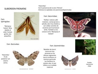 ‘Palomillas’
                          Con la presencia de la vena ‘frénulo’
    SUBORDEN FRENATAE     Antenas no capitadas sino plumosas/bipectinadas


                                 Fam. Saturniidae:
Fam.                             ‘Polillas’. Colores café-
Sphingidae:                    rosáceos, cuerpo grueso y
                               peludo, alas muy amplias y
    ‘Mariposa                    con celdas carentes de
   halcón’. Muy                 escamas que le provocan
     rápidas al                   brillo. También se les
   volar. Cuerpo               conoce como ‘Mariposas 4
    gordo, alas                           espejos’
    pequeñas.




        Fam. Noctuidae:
                                           Fam. Geometridae:
                                ‘Medidor de tierra’.
                                    Larva con tres
                                   ventosas en los
 ‘Palomillas’                    últimos segmentos
    El ala                      que le confieren un
posterior con                    caminar particular.
   colores                         Las hembras no
   varios.                                                                    Pueden
                                poseen alas, lo que
                                                                            representar
                                refiere a un cuidado                           plaga
                                      maternal
 