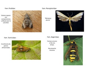 Fam. Piralidae:    Fam. Pterophoridae:


Colores opacos
      con
                            ‘Mariposa
composiciones
                             pluma’
y dibujos que la
   camuflan




     Fam. Tortricidae:         Fam. Aegeriidae:

                               Cuerpo cercano
                                  al de una
Se alimenta de
                                   avispa.
    granos
 almacenados
                                 No presenta
                                  escamas
 