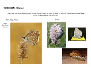 SUBORDEN JUGATAE

       Presentan el jugo desarrollado, uniendo sus alas. Esto le confiere un vuelo particular en donde se mueven ambas alas arriba al
                                                 mismo tiempo y abajo al mismo tiempo.


      Fam. Hepialidae:                                                               OTRAS:

  30 cm
De colores
 blancos
 