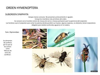 ORDEN HYMENOPTERA
   SUBORDEN SYMPHYTA
                                     Avispas menos comunes. No presentan acinturamiento ni aguijón.
                                              Incluye los miembros más primitivos del orden.
               Se conocen con el nombre común de moscas de sierra o moscas portasierra por la apariencia del ovipositor.
    Las hembras usan el ovipositor para cortar las plantas donde pondrán sus huevos; algunas especies, no obstante, tienen ovipositores
                                          delgados para taladrar profundos agujeros en la madera.



   Fam. Diprionidae:



Se alimentan
de coníferas
por lo que se
  les conoce
     como
 ‘Moscas de
   sierra de
  coníferas’.
 