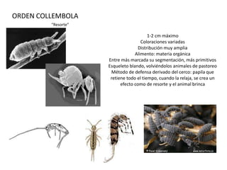 ORDEN COLLEMBOLA
         “Resorte”

                                         1-2 cm máximo
                                     Coloraciones variadas
                                    Distribución muy amplia
                                  Alimento: materia orgánica
                     Entre más marcada su segmentación, más primitivos
                     Esqueleto blando, volviéndolos animales de pastoreo
                      Método de defensa derivado del cerco: papila que
                      retiene todo el tiempo, cuando la relaja, se crea un
                           efecto como de resorte y el animal brinca
 