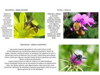Nomadinae – abejas parásitas                                                   Bombus – abejorros

     Abejas de                                                      Robustos, velludo
    distribución                                                       s, de color
      mundial                                                        negro, muchos
    Constituidas                                                    presentan bandas
     por abejas                                                     amarillas, blancas
     parásitas o                                                      o en algunos
  cucos, también                                                    casos naranja. El
llamadas                                                             vello que cubre
  cleptoparásitas.                                                     casi todo el
   Depositan sus                                                        cuerpo es
   huevos en los                                                    sedoso, con setas
   nidos de otras                                                   ramificadas, plum
       abejas.                                                             osas.



                            Xylocopinae – abejoros carpinteros

              Hay muchas especies agrupadas en sólo cuatro tribus. Los de
         la tribu Xylocopini son los familiares abejorros carpinteros. Suelen ser
      negros, robustos, velludos en parte. Se asemejan a los abejorros en color y
      tamaño pero tienen el abdomen liso y sin vello. Visitan flores para colectar
     néctar y polen pero algunos muerden la base de flores tubulares y así roban
                             néctar sin efectuar polinización.
            La gran mayoría hace sus nidos en madera o en tallos herbáceos.
     Tienen mandíbulas fuertes con las que excavan la madera o la médula de los
        tallos. Son abejas solitarias, pero algunas hacen nidos comunales, otras
     presentan rudimentos de socialidad y hasta de eusocialidad, como ocurre en
                         algunos géneros de la tribu Allodapini.
 