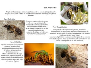 Fam. Andrenidae

       Amplia familia de abejas casi cosmopolita (ausente en Australia), no parásitas, la
      mayoría de las cuales habitan en áreas templadas o áridas; incluye algunos géneros
                                           enormes

    Fam. Colletidae
                                        Producen una secreción con la que
                                           cubren o enyesan las paredes
                                       interiores de sus nidos, aplicándolas
                                          con sus aparatos bucales. Estas            Fam. Dasypodaidae
                                       secreciones se convierten en un tipo
                                            de celofán o plástico duro y               Incluye de 70 a 80 especies en 7 géneros, encontrada
                                        resistente. De allí que en inglés son      principalmente en África y en la regiones norte templadas en
                                          llamadas “abejas de poliéster”.        ambientes secos o áridos. En general son pequeñas o de tamaño
                                                                                                  moderado con una scopa pilosa.
                                                                                Suelen ser oligolécticas, o sea que cosechan polen de un número
                                                                                limitado de especies. Todos los miembros de la familia tienen dos
                                                                                            células submarginales en las alas anteriores.
               Fam. Halictidae
Algunas cosmopólitas, mayormente
     solitarias. Unas pocas son
 semisociales o incluso eusociales.
    De colores verdes metálicos
        brillantes u oscuros.
  Miden 4-10 milímetros de largo.
Hembras con órganos colectores de
polen (scopas) en patas posteriores.
Abundantes pelos largos que sirven
       para retener el polen.
 