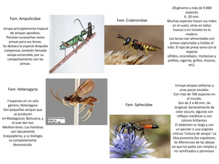 20 géneros y más de 9.000
                                                                   especies
                                                                  6 -20 mm.
     Fam. Ampulicidae           Fam. Crabronidae     Muchas especies hacen sus nidos
                                                         en el suelo, otras en tallos
Grupo principlamente tropical                             huecos o en túneles en la
     de avispas apoideas.                                          madera.
  Parsitan cucarachas como                            Las larvas son alimentadas con
    presas para sus larvas.                            presas capturadas y traídas al
Se destaca la especie Ampulex                        nido. El tipo de presa varía con la
 compressa, también llamada                                        especie
   avispa esmeralda, por su                          (áfidos, escarabajos, mariposas y
   comportamiento con las                            polillas, cigarras, grillos, moscas,
            presas.                                                  etc).




                                                           Incluye avispas solitarias y
    Fam. Heterogyna                                            unas pocas sociales.
                                                         Con más de 700 especies en
                                                                    el mundo.
   7 especies en un solo
                                                              Son de 2 a 40 mm. de
    género, Heterogyna              Fam. Sphecidae
                                                          longitud. Generalmente de
 Son pequeñas avispas que
                                                            color oscuro, algunas con
        se producen
                                                             reflejos metálicos o con
en Madagascar, Botsuana, y
                                                                colores brillantes.
       el este del mar
                                                           El abdomen es largo y con
Mediterráneo. Las hembras
                                                            un peciolo o una angosta
      son típicamente
                                                        cintura “cintura de avispa”. La
 braquípteras, y su biología
                                                        tibia presenta dos espolones.
     es completamente
                                                         Se diferencian de las abejas
        desconocida.
                                                        en que los pelos son simples y
                                                         no ramificados o plumosos.
 