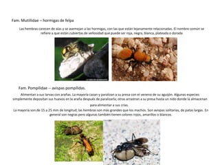 Fam. Mutillidae – hormigas de felpa
    Las hembras carecen de alas y se asemejan a las hormigas, con las que están lejanamente relacionadas. El nombre común se
                 refiere a que están cubiertas de vellosidad que puede ser roja, negra, blanca, plateada o dorada




   Fam. Pompilidae -- avispas pompílidas.
     Alimentan a sus larvas con arañas. La mayoría cazan y paralizan a su presa con el veneno de su aguijón. Algunas especies
simplemente depositan sus huevos en la araña después de paralizarla; otras arrastran a su presa hasta un nido donde la almacenan
                                                   para alimentar a sus crías.
La mayoría son de 15 a 25 mm de longitud; las hembras son más grandes que los machos. Son avispas solitarias, de patas largas. En
                        general son negras pero algunas también tienen colores rojos, amarillos o blancos.
 