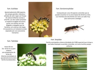 Fam. Scoliidae                                   Fam. Sierolomorphidae
      Aproximadamente 300 especies.                        Compuesta por unas 10 especies conocidas que se
       Son avispas grandes, robustas y                   pueden encontrar en la zona tropical de América y Asia.
     velludas de color negro con franjas                  Los miembros de esta familia son raros y se sabe muy
        de colores brillantes naranja o                              poco acerca de su biología.
     amarillo. Las alas suelen presentar
       un aspecto arrugado cerca de la
         punta. Los machos son más
         delgados y alargados que las
     hembras, con antenas más largas.
    El mesosterno y el metasterno están
       separados por una suturarecta
                  transversa



                                                  Fam. Vespidae
         Fam. Tiphiidae
                                           Familia cosmopolita y diversa (alrededor de 5.000 especies) que incluye a
                                             casi todas lasavispas eusociales conocidas, así como muchas avispas
      Hasta 30 mm                                                          solitarias.
  Sus larvas en su gran
         mayoría
  son ectoparásitos de
        larvas de
diversos escarabajos es
pecialmente de los de la
 familia Scarabaeoidea.
 