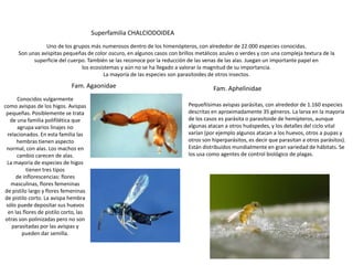 Superfamilia CHALCIODOIDEA
                 Uno de los grupos más numerosos dentro de los himenópteros, con alrededor de 22.000 especies conocidas.
      Son unas avispitas pequeñas de color oscuro, en algunos casos con brillos metálicos azules o verdes y con una compleja textura de la
            superficie del cuerpo. También se las reconoce por la reducción de las venas de las alas. Juegan un importante papel en
                                los ecosistemas y aún no se ha llegado a valorar la magnitud de su importancia.
                                         La mayoría de las especies son parasitoides de otros insectos.
                              Fam. Agaonidae                                           Fam. Aphelinidae
      Conocidos vulgarmente
como avispas de los higos. Avispas                                          Pequeñísimas avispas parásitas, con alrededor de 1.160 especies
 pequeñas. Posiblemente se trata                                            descritas en aproximadamente 35 géneros. La larva en la mayoría
   de una familia polifilética que                                          de los casos es parásita o parasitoide de hemípteros, aunque
      agrupa varios linajes no                                              algunas atacan a otros huéspedes, y los detalles del ciclo vital
 relacionados. En esta familia las                                          varían (por ejemplo algunos atacan a los huevos, otros a pupas y
      hembras tienen aspecto                                                otros son hiperparásitos, es decir que parasitan a otros parásitos).
 normal, con alas. Los machos en                                            Están distribuidos mundialmente en gran variedad de hábitats. Se
      cambio carecen de alas.                                               los usa como agentes de control biológico de plagas.
 La mayoría de especies de higos
           tienen tres tipos
     de inflorescencias: flores
   masculinas, flores femeninas
de pistilo largo y flores femeninas
de pistilo corto. La avispa hembra
 sólo puede depositar sus huevos
  en las flores de pistilo corto, las
otras son polinizadas pero no son
    parasitadas por las avispas y
        pueden dar semilla.
 