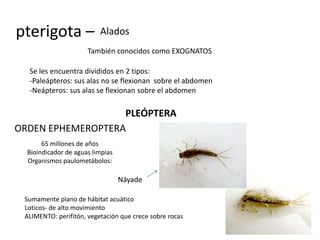 pterigota –               Alados
                      También conocidos como EXOGNATOS

  Se les encuentra divididos en 2 tipos:
  -Paleápteros: sus alas no se flexionan sobre el abdomen
  -Neápteros: sus alas se flexionan sobre el abdomen

                   PLEÓPTERA
ORDEN EPHEMEROPTERA
       65 millones de años
  Bioindicador de aguas limpias
  Organismos paulometábolos:

                                  Náyade

 Sumamente plano de hábitat acuático
 Loticos- de alto movimiento
 ALIMENTO: perifitón, vegetación que crece sobre rocas
 