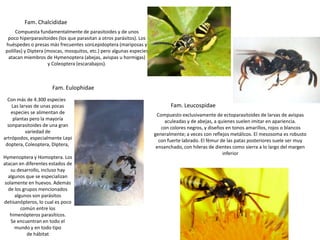 Fam. Chalcididae
      Compuesta fundamentalmente de parasitoides y de unos
  poco hiperparasitoides (los que parasitan a otros parásitos). Los
 huéspedes o presas más frecuentes sonLepidoptera (mariposas y
 polillas) y Diptera (moscas, mosquitos, etc.) pero algunas especies
  atacan miembros de Hymenoptera (abejas, avispas u hormigas)
                      y Coleoptera (escarabajos).



                      Fam. Eulophidae
  Con más de 4.300 especies
    Las larvas de unas pocas                                                  Fam. Leucospidae
   especies se alimentan de                                             Compuesto exclusivamente de ectoparasitoides de larvas de avispas
    plantas pero la mayoría                                                 aculeadas y de abejas, a quienes suelen imitar en apariencia.
  sonparasitoides de una gran                                             con colores negros, y diseños en tonos amarillos, rojos o blancos
           variedad de                                                 generalmente; a veces con reflejos metálicos. El mesosoma es robusto
artrópodos, especialmente Lepi                                           con fuerte labrado. El fémur de las patas posteriores suele ser muy
 doptera, Coleoptera, Diptera,                                          ensanchado, con hileras de dientes como sierra a lo largo del margen
                                                                                                       inferior
Hymenoptera y Homoptera. Los
atacan en diferentes estados de
   su desarrollo, incluso hay
  algunos que se especializan
solamente en huevos. Además
  de los grupos mencionados
     algunos son parásitos
detisanópteros, lo cual es poco
        común entre los
   himenópteros parasíticos.
   Se encuentran en todo el
     mundo y en todo tipo
           de hábitat
 