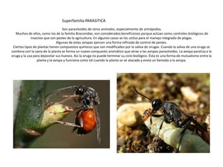 Superfamilia PARASITICA
                                   Son parasitoides de otros animales, especialmente de artrópodos.
   Muchos de ellos, como los de la familia Braconidae, son considerados beneficiosos porque actúan como controles biológicos de
             insectos que son pestes de la agricultura. En algunos casos se los utiliza para el manejo integrado de plagas.
                               Algunas de estas avispas ejercen una forma refinada de control de pestes.
 Ciertos tipos de plantas tienen compuestos químicos que son modificados por la saliva de orugas. Cuando la saliva de una oruga se
combina con la savia de la planta se forma un nuevo compuesto aromático que atrae a las avispas parasitoides. La avispa paraliza a la
oruga y la usa para depositar sus huevos. Así la oruga no puede terminar su ciclo biológico. Ésta es una forma de mutualismo entre la
                 planta y la avispa y funciona como tal cuando la planta se ve atacada y envía un llamado a la avispa.
 