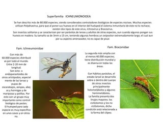 Superfamilia ICHNEUMONOIDEA
          Se han descrito más de 80.000 especies; siendo considerados controladores biológicos de especies nocivas. Muchas especies
           utilizan Polydnavirus, para que al poner sus huevos en el interior del huésped el sistema inmunitario de éste no lo rechace;
                                               existen dos tipos de este virus, Ichnovirus y Bracovirus.
         Son insectos solitarios y se caracterizan por ser parásitos de larvas y adultos de otras especies, aun cuando algunos pongan sus
         huevos en madera. Su tamaño va de 3mm a 13 cm, teniendo algunas hembras un ovipositor extremadamente largo, el cual aun
                                                  por su aspecto amenazador, no es capaz de picar.


             Fam. Ichneumonidae                                                                Fam. Braconidae

         Con más de                                                       La segunda más amplia con
60.000 especies distribuid                                                 al menos 40.000 especies;
  as por todo el mundo.                                                   tiene distribución mundial y
     Entre 2-20 mm de                                                        es diversa en todas las
          longitud.                                                                   áreas.
         Son ecto- o
   endoparasitoides de                                                       Con hábitos parásitos, el
otros artrópodos, especial                                                  estado larval se desarrolla
   mente de las larvas y                                                    sobre o dentro del cuerpo
          pupas de                                                                de otros insectos
escarabajos, avispas, abej                                                         principalmente
     as y hormigas y de                                                     holometábolos y algunos
 mariposas y polillas. Por                                                        hemimetábolos.
  esto son un grupo muy                                                       La familia presenta dos
importante como control                                                         linajes mayores: los
    biológico de pestes.                                                       ciclóstomos y los no
   El huésped para cada                                                          ciclóstomos, dicha
especie es muy específico                                                  condición está relacionada a
 en unos casos y en otros                                                       la forma del clípeo.
             no.
 