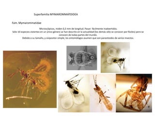 Superfamilia MYMAROMMATOIDEA

Fam. Mymarommatidae
                          Microscópicos, miden 0,3 mm de longitud. Pasan fácilmente inadvertidos.
Sólo 10 especies vivientes en un único género se han descrito en la actualidad (los demás sólo se conocen por fósiles) pero se
                                            conocen de todas partes del mundo.
         Debido a su tamaño, y ovipositor simple, los entomólogos asumen que son parasitoides de varios insectos.
 