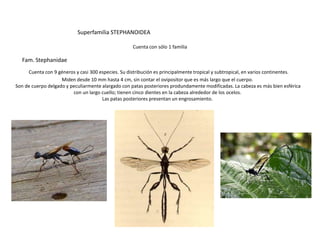 Superfamilia STEPHANOIDEA

                                                    Cuenta con sólo 1 familia

  Fam. Stephanidae
     Cuenta con 9 géneros y casi 300 especies. Su distribución es principalmente tropical y subtropical, en varios continentes.
                    Miden desde 10 mm hasta 4 cm, sin contar el ovipositor que es más largo que el cuerpo.
Son de cuerpo delgado y peculiarmente alargado con patas posteriores produndamente modificadas. La cabeza es más bien esférica
                         con un largo cuello; tienen cinco dientes en la cabeza alrededor de los ocelos.
                                      Las patas posteriores presentan un engrosamiento.
 