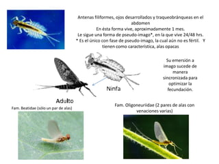 Antenas filiformes, ojos desarrollados y traqueobránqueas en el
                                                                   abdomen
                                                 En ésta forma vive, aproximadamente 1 mes.
                                       Le sigue una forma de pseudo-imago*, en la que vive 24/48 hrs.
                                      * Es el único con fase de pseudo-imago, la cual aún no es fértil. Y
                                                    tienen como característica, alas opacas

                                                                                     Su emersión a
                                                                                   imago sucede de
                                                                                         manera
                                                                                   sincronizada para
                                                                                       optimizar la
                                                                                      fecundación.


                                                          Fam. Oligoneuriidae (2 pares de alas con
Fam. Beatidae (sólo un par de alas)
                                                                    venaciones varias)
 
