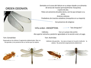 Dentados en la zona del labium en su etapa náyade y se alimenta
                                                                 de larvas de insectos (principalmente mosquitos)
   ORDEN ODONATA                                                                  2 pares de alas.
                                                           Patas con presencia de pelos duros, con los que atrapan a su
                                                                                       presa.
                                                                                 Antenas cetáceas
                                                           Predadores de insectos voladores (mosquitos en su mayoría)

                                                                               Con presencia de estigmas


                                                 Infra orden ANISOPTERA                               “alas desiguales”

                                                          Libélulas.              Con un cuerpo más ancho
                                               Ala superior estrecha y posterior agrandada en la sección anal y el yugo.

Fam. Gomphidae                                                 Fam. Aeshnidae
Engrosado en los últimos 3 segmentos abdominales. Ojos no        Libélulas más grandes. Sus ojos se topan en la parte media de la
  tan grandes y con presencia de un vertex que los separa.                cabeza. No presentan engrosamiento abdominal.
 