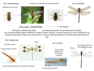 Fam. Libelluldaeidae                    Ambas con 3 segmentos alares pigmentados                        Fam. Cordulidae
  Abdomen gordo y corto




                            Infra orden ZYGOPTERA                                        “alas iguales”

                Damiselas o caballitos de diablo.       Sus náyades presentan 3 traquiobránqueas caudales.
     Sus ojos desarrollados cubren el 90% de su cabeza. Antenas cetáceas. Venación cerrada y un tercio proximal alar se
      encuentra coloreado. Ambas con la presencia de un nodo en cada ala (depresión de la vena costa que fortalece el
                                                            ala)
      Fam. Calopteridae
                                                      NODO
                                                                             Fam. Lestidae
     Venación cerrada                                                                                             Ala insertada sobre una
                                                                                                                   base delgada sin yugo
                                                                                                          NODO
Traqueobránqueas caudales
                                                                                La vena media
                                                                                 presenta una
                                                                                 ramificación
                                                                                   cuadrada




  La vena media presenta un ramificación triangular
                                                             Traqueobránqueas caudales
 