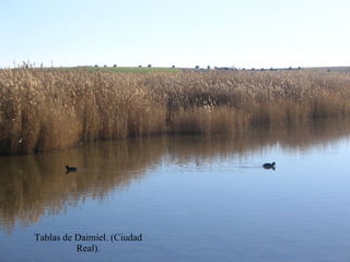 Tablas de Daimiel. (Ciudad Real). 