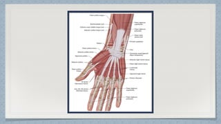 Hand Function Pdf Hand Function in Occupational Therapy OT | PDF