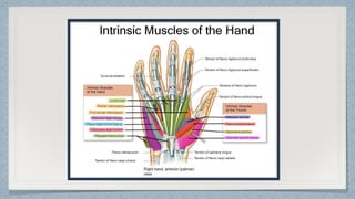 Hand Function Pdf Hand Function in Occupational Therapy OT | PDF