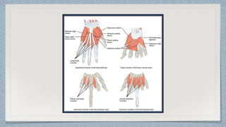 Function Ot Hand Function in Occupational Therapy OT | PDF