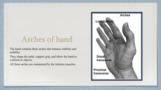 Hand Function in Occupational Therapy OT | PDF