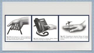 Hand Function Pdf Hand Function in Occupational Therapy OT | PDF