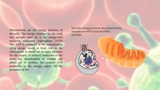Mitochondria are the energy factories of
the cells. The energy currency for the work
that animals must do is the energy-rich
molecule adenosine triphosphate (ATP)
The ATP is produced in the mitochondria
using energy stored in food. Just as the
chloroplasts in plants act as sugar factories
for the supply of ordered molecules to the
plant, the mitochondria in animals and
plants act to produce the ordered ATP
molecules as the energy supply for the
processes of life.
 