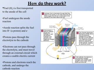 How do they work?
•Fuel (H2) is first transported
to the anode of the cell
•Fuel undergoes the anode
reaction
•Anode reaction splits the fuel
into H+ (a proton) and e-
•Protons pass through the
electrolyte to the cathode
•Electrons can not pass through
the electrolyte, and must travel
through an external circuit which
creates a usable electric current
•Protons and electrons reach the
cathode, and undergo the
cathode reaction
 